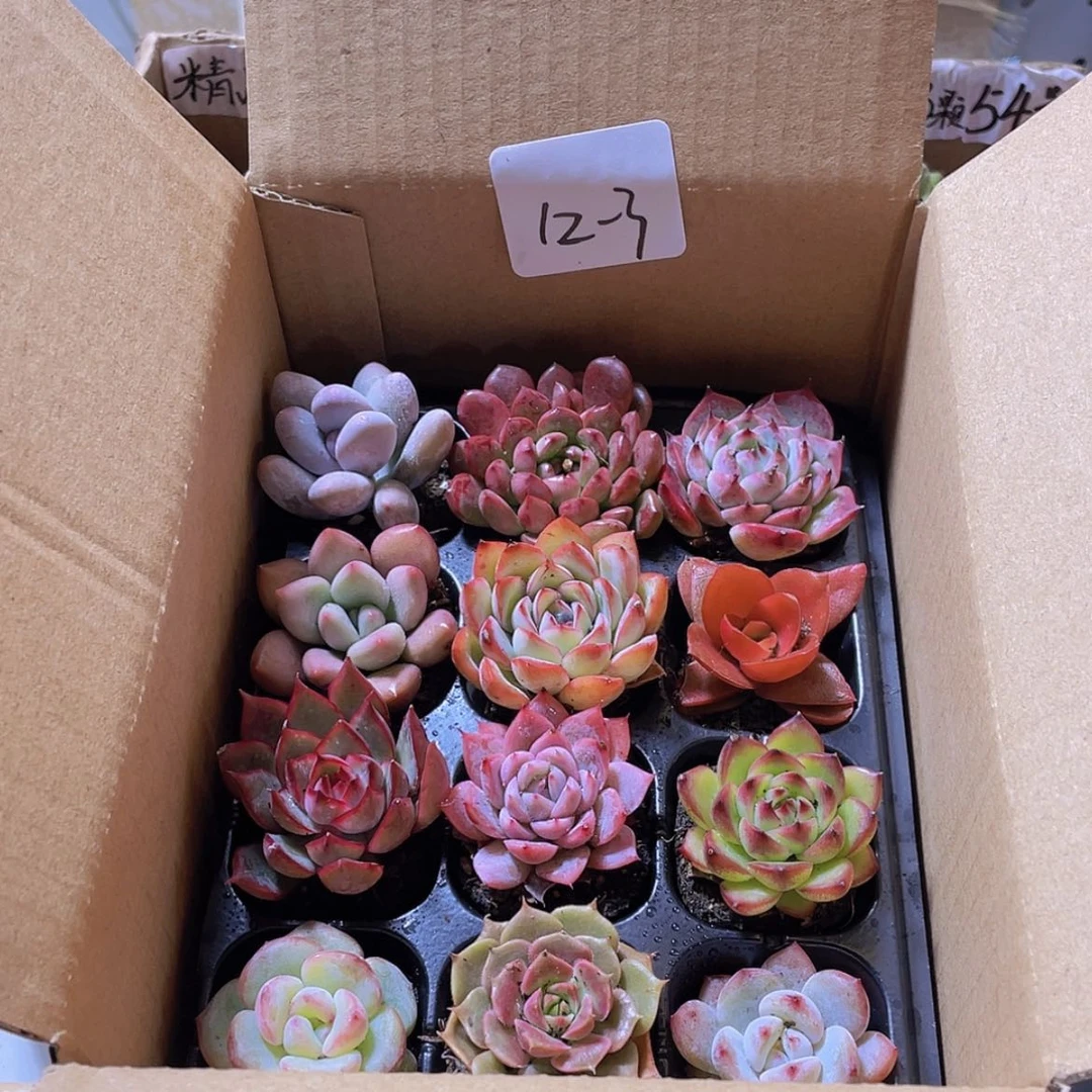 【闪购商品】12颗-3