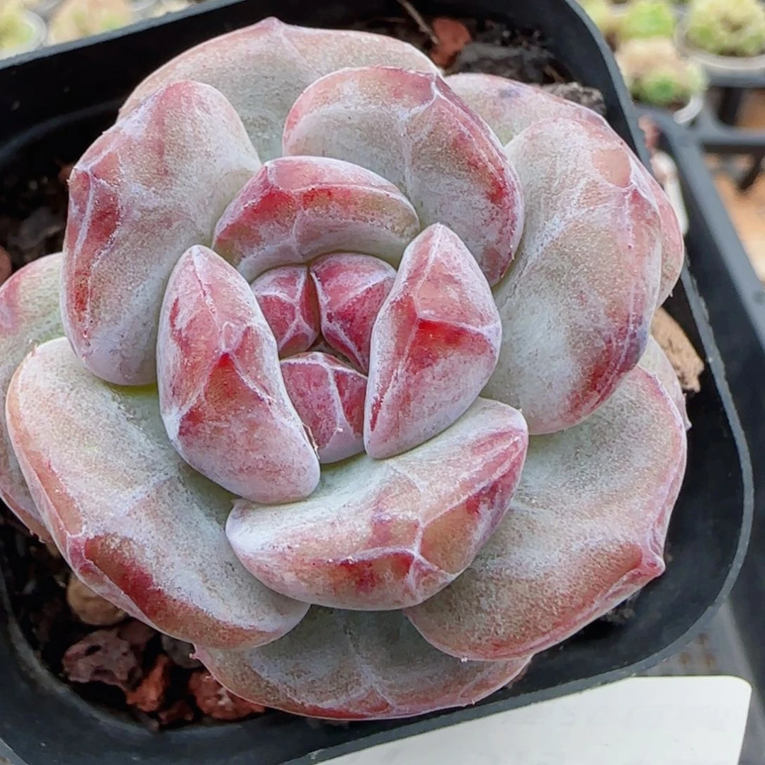 花语逸镜0510-151