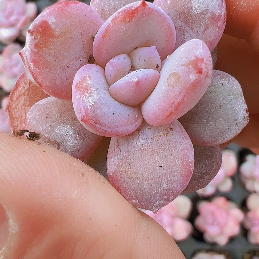 韩版奶茶3颗19包邮