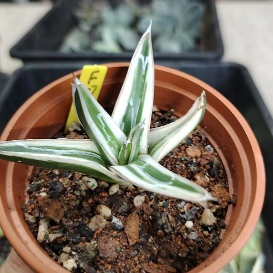时***。冰山龙舌兰科多肉植物