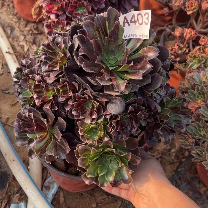 欧若拉多肉植物403.