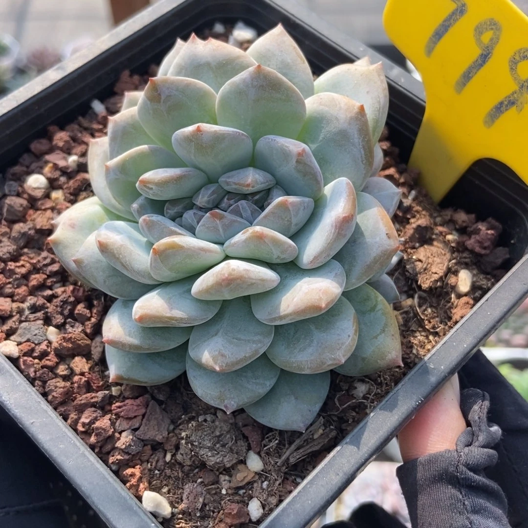 799橙子缀多肉植物多肉