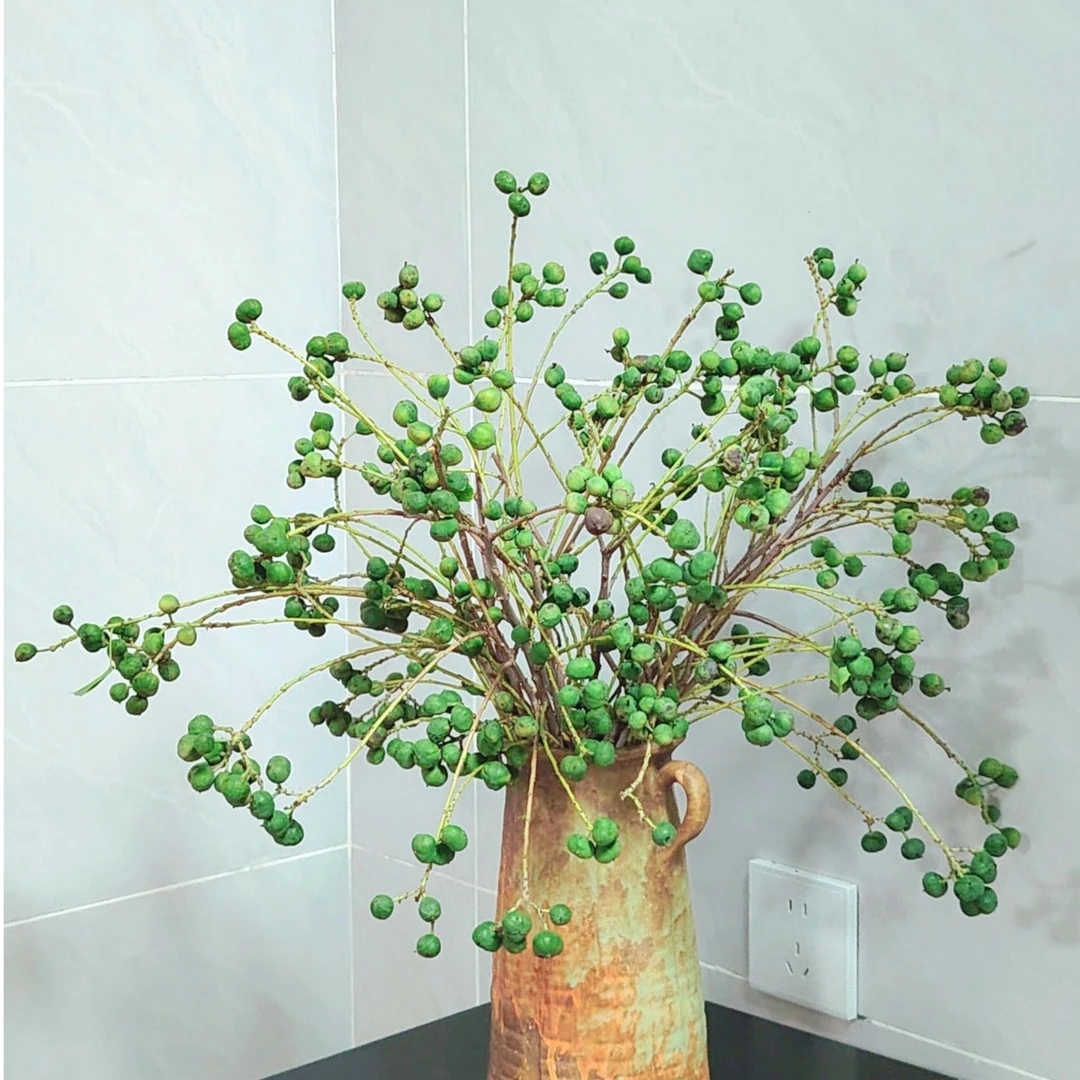 乌桕果云南新鲜采摘 可做干花小白果鲜花花材