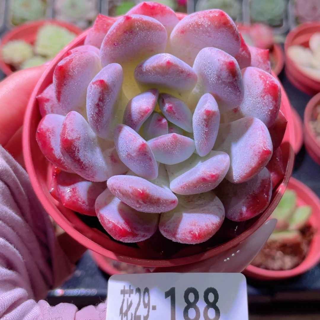 花利美29-188橙梦露