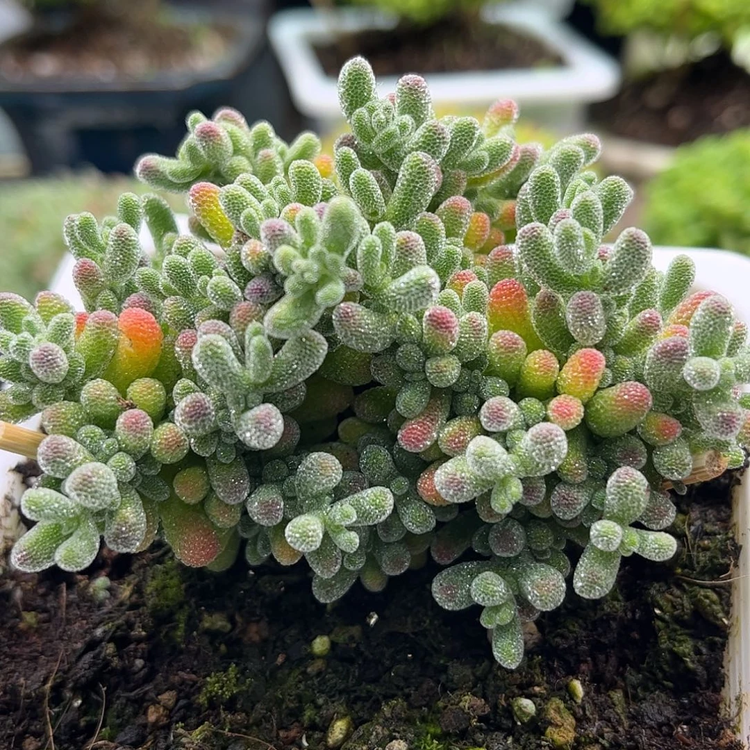 昕宝冰晶枝干番杏