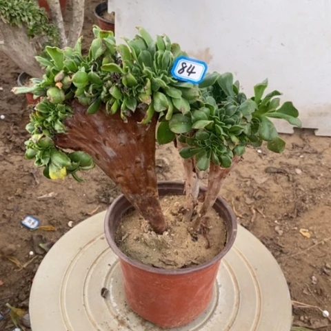 小叶香炉盘缀一物一拍