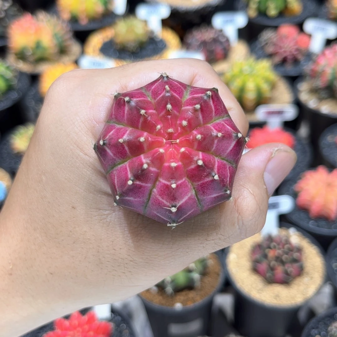 实生根泰国精品轮回