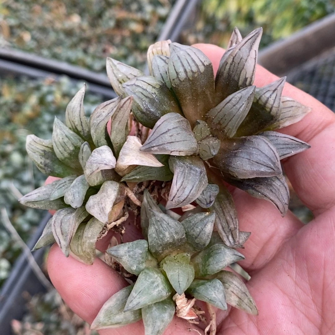 1621 一颗小西瓜寿 整点福利