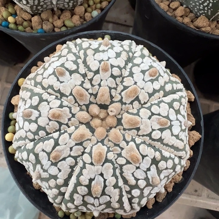 浓白兜。 实生。