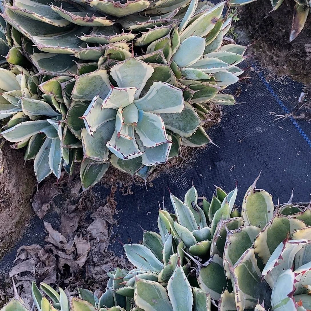 10公分吉祥冠锦侧芽