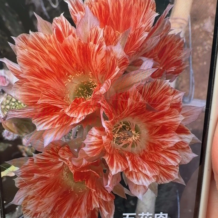 215丽花五花肉歪3公分左右无根侧牙，20包邮