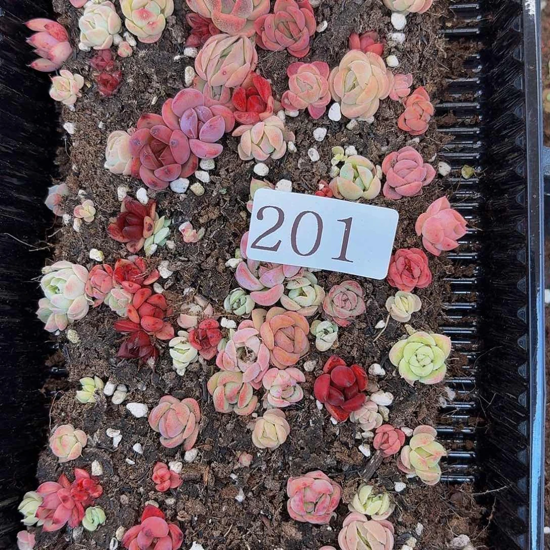 大***莎多肉植物多肉植物201