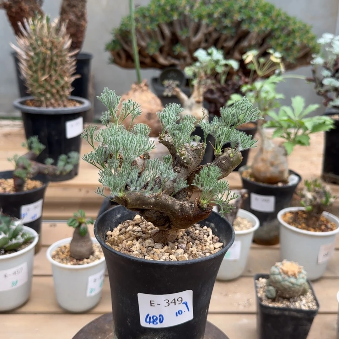 349黑皮月界块根植物