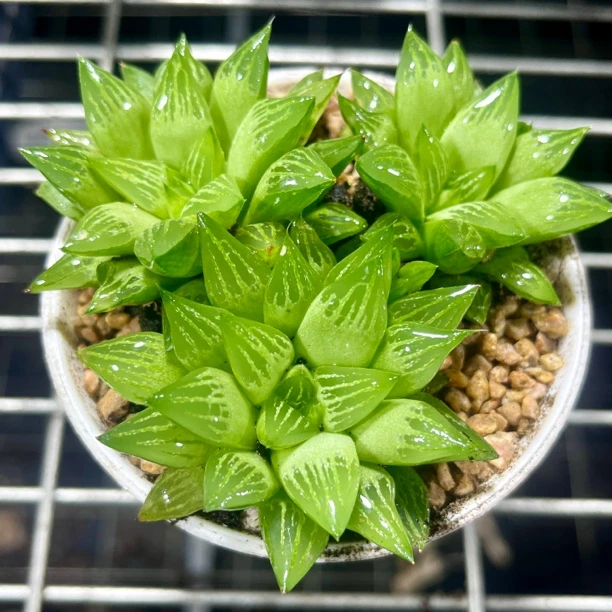 多头群生水晶寿十二卷玉露多肉植物