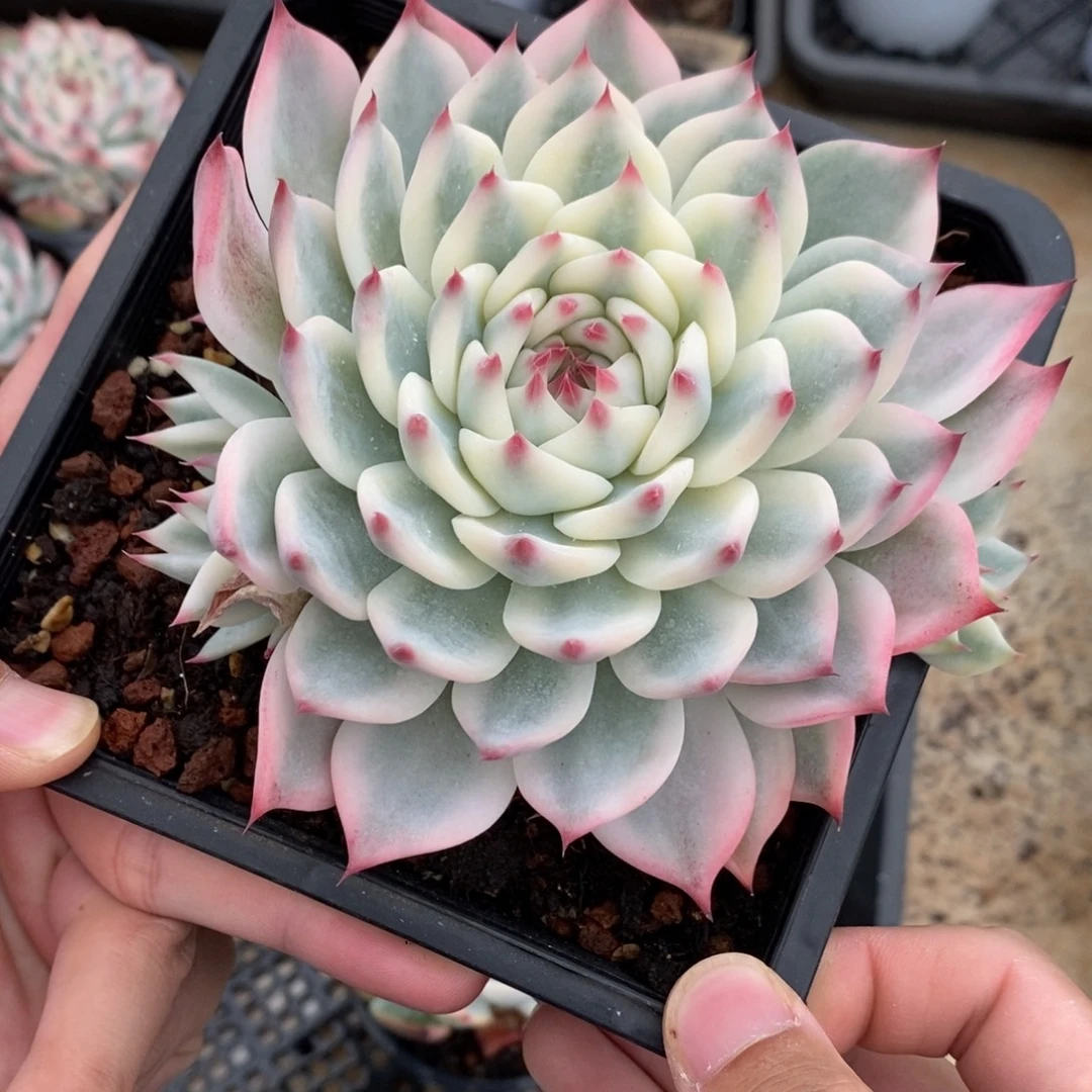 吉娃娃锦多肉植物8483