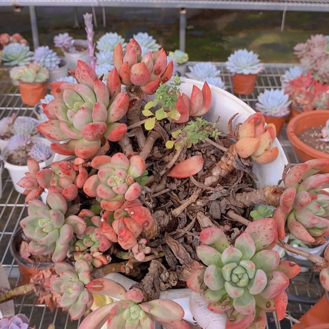 530桃花源一物一拍