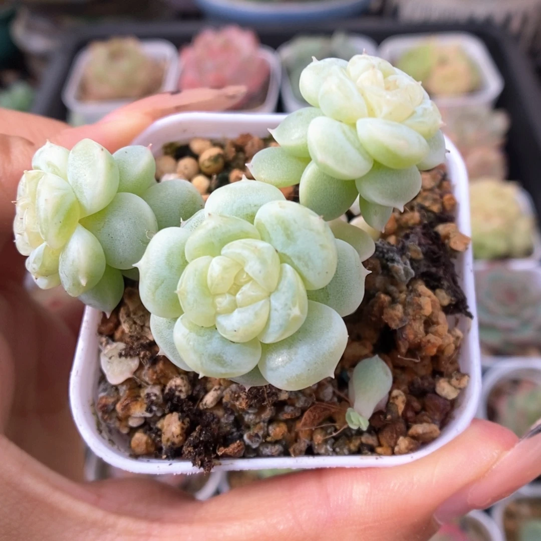 白晶体珍妮群生559号