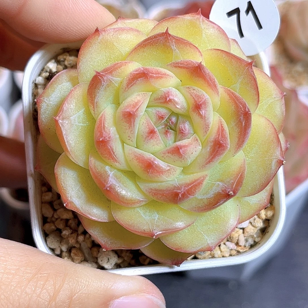 71 新品珍妮 满18包邮