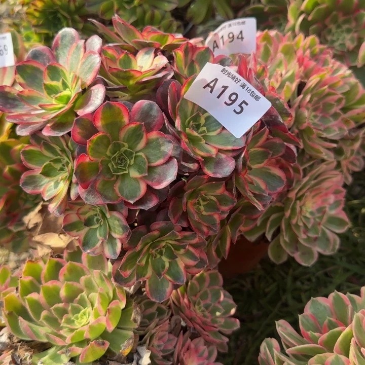195魅金锦。多肉植物