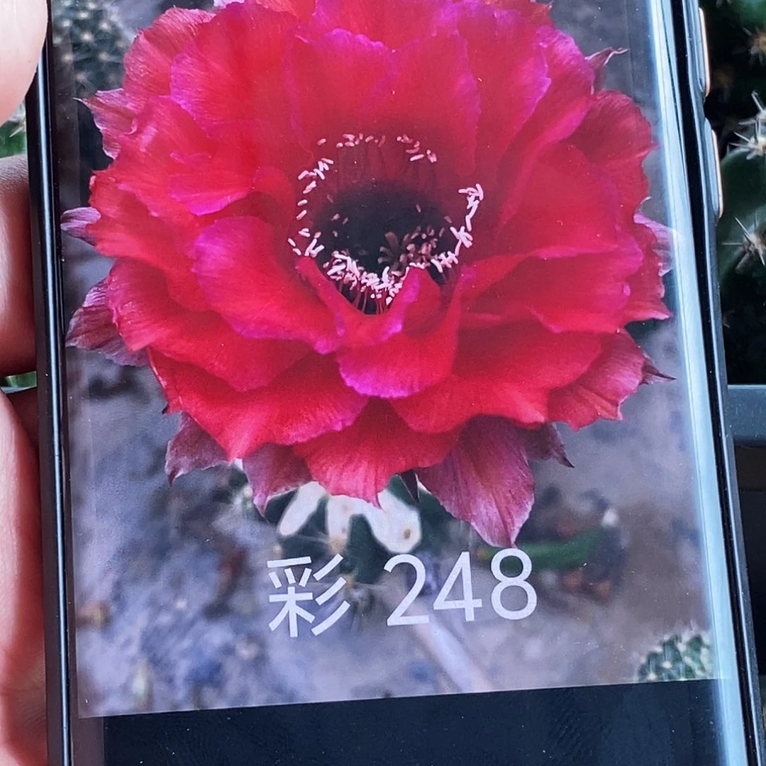 彩 C C248侧芽歪20包邮/5公分