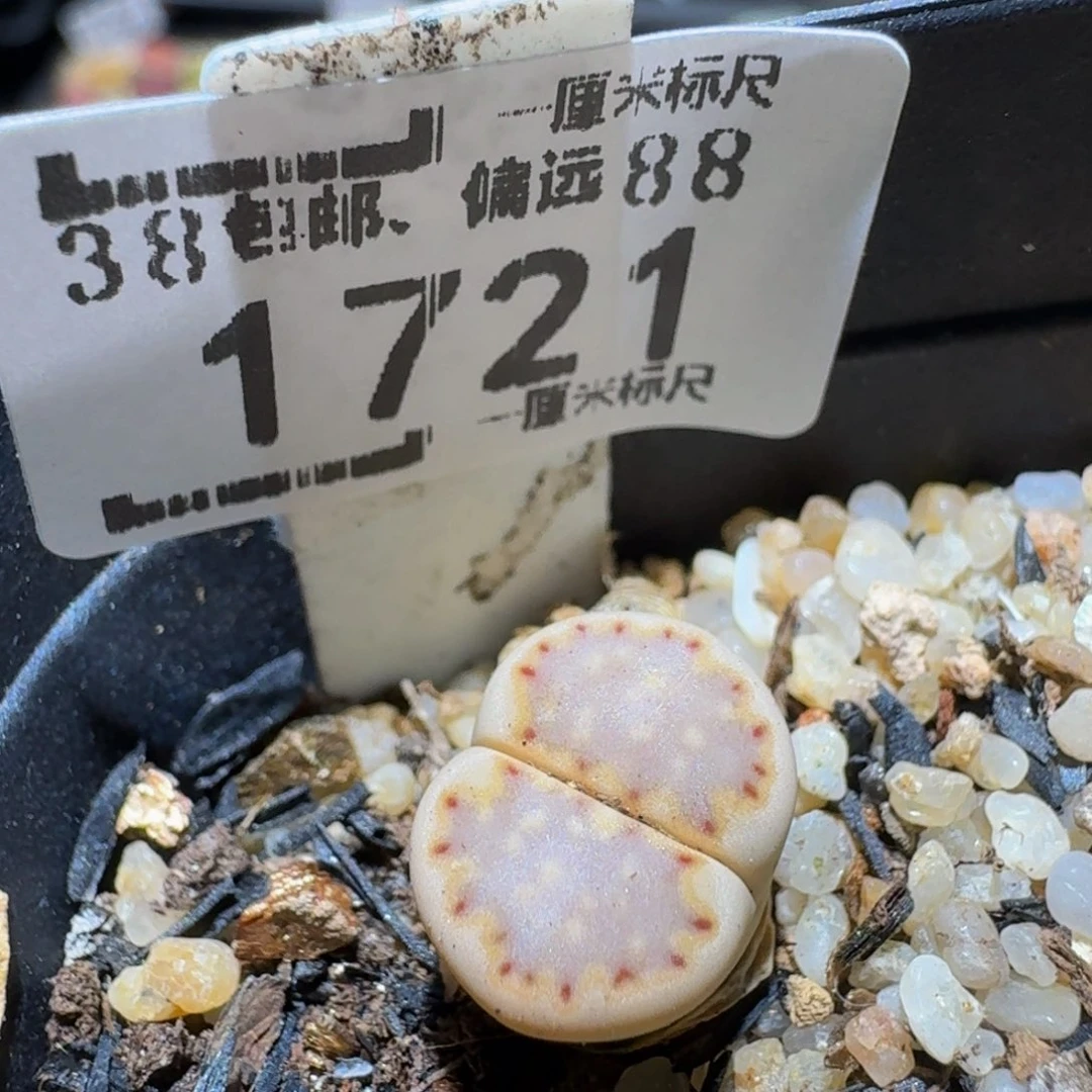 Ssss精品生石花1721