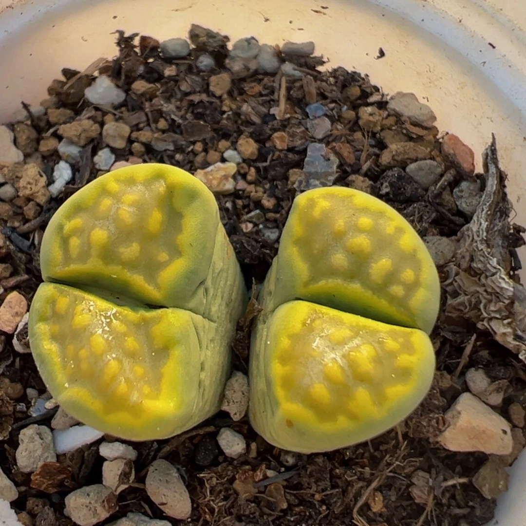 141多肉植物百科植物