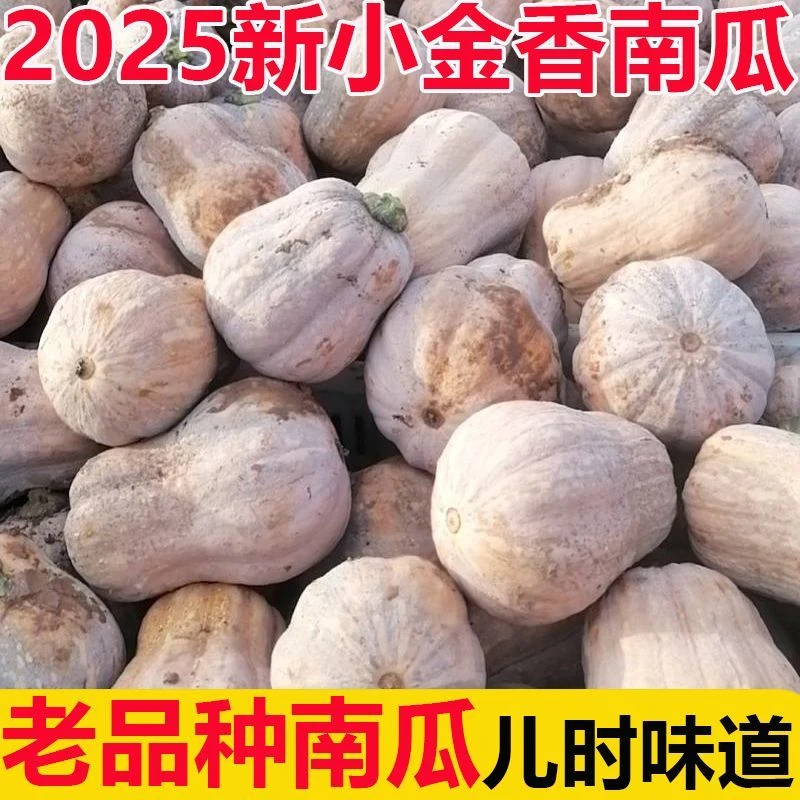河南小金香板栗南瓜熟了新鲜应季蔬菜老南瓜农家自种软糯香甜