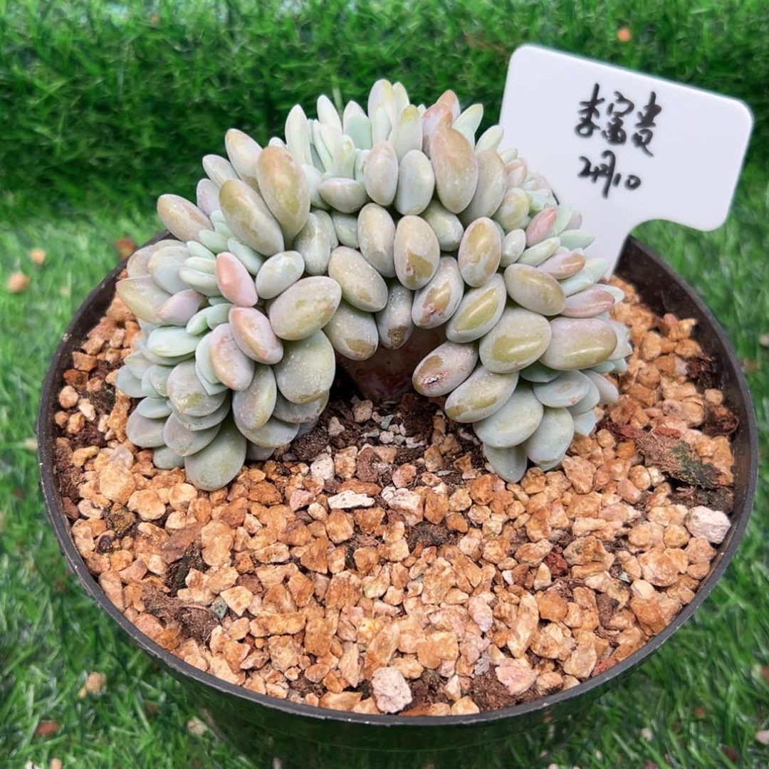 一物一拍，李富贵寄养，粉兔缀