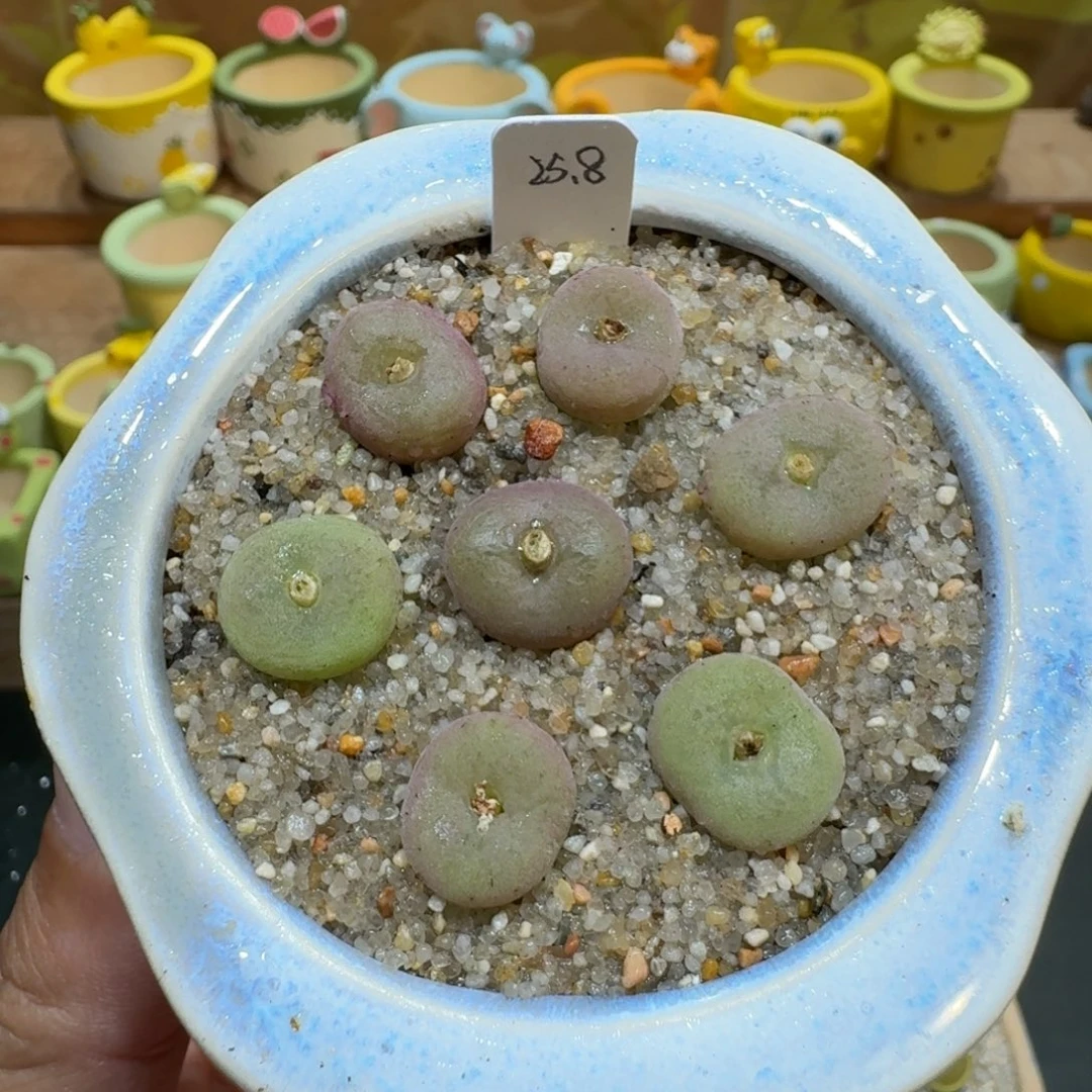蘑菇1070空卡佛彩拼多肉植物