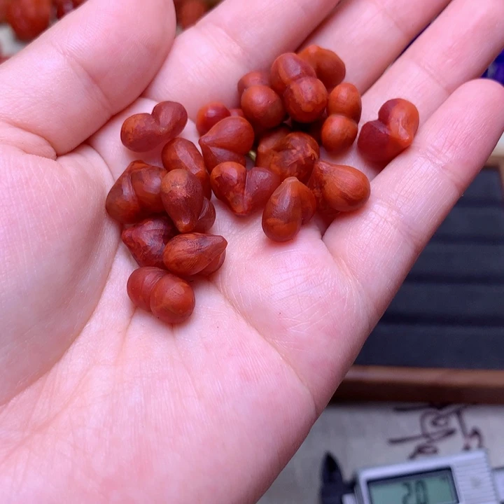 南红玛瑙屁桃未镶嵌福利屁桃随机1个