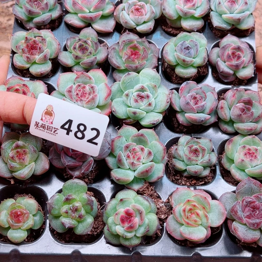 L***D多肉植物多肉植物