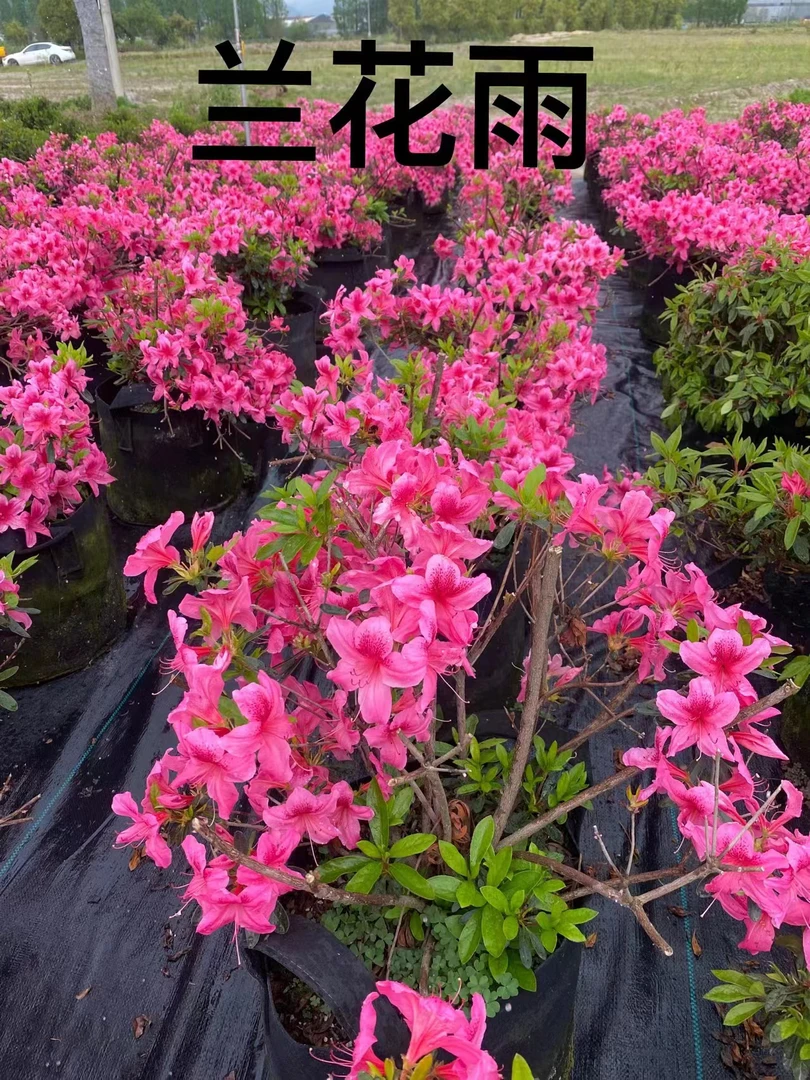 安酷杜鹃花石楠花三角梅之兰花雨一加仑的盆基地直销发货阮迪慧