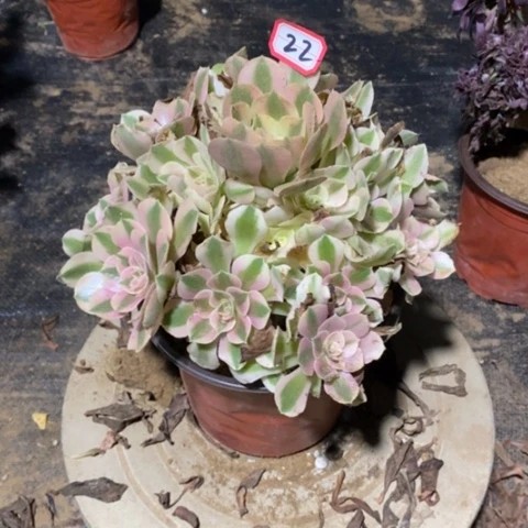 粉女巫捧花一物一拍