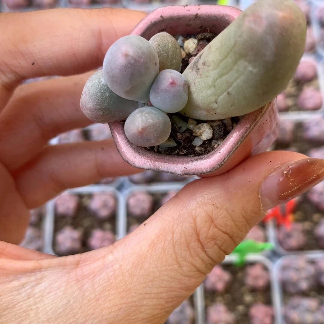 锦纹 精品韩国奶酪多肉