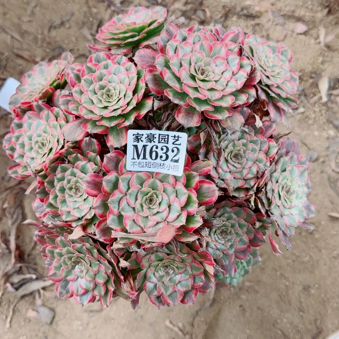 维纳斯发师632冠幅25