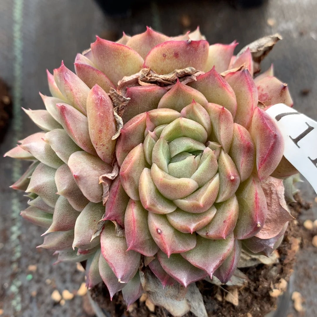 7119新年快乐发发发