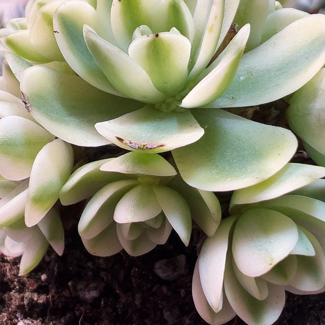 山地玫瑰锦开心614号