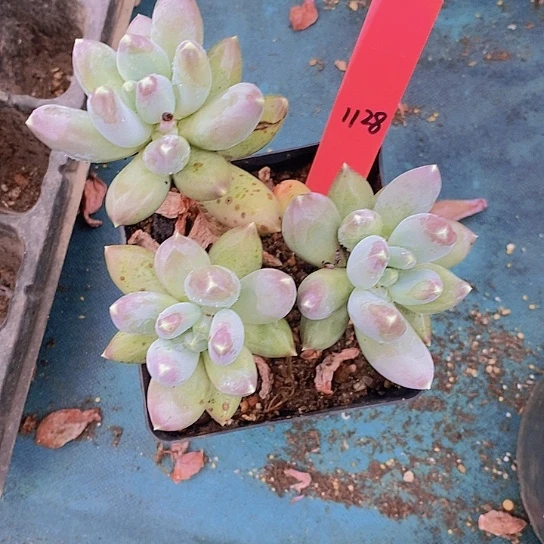 夜**兰1128多肉植物老桩