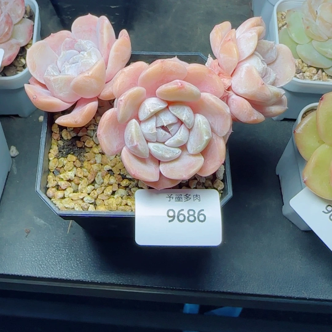 长杆汉堡无砍，9686多肉植物
