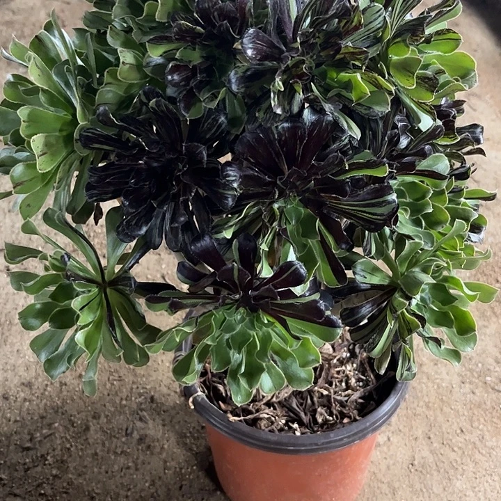 多肉植物水墨丹青锦……