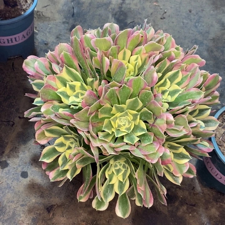 白凤8多肉植物法师法师