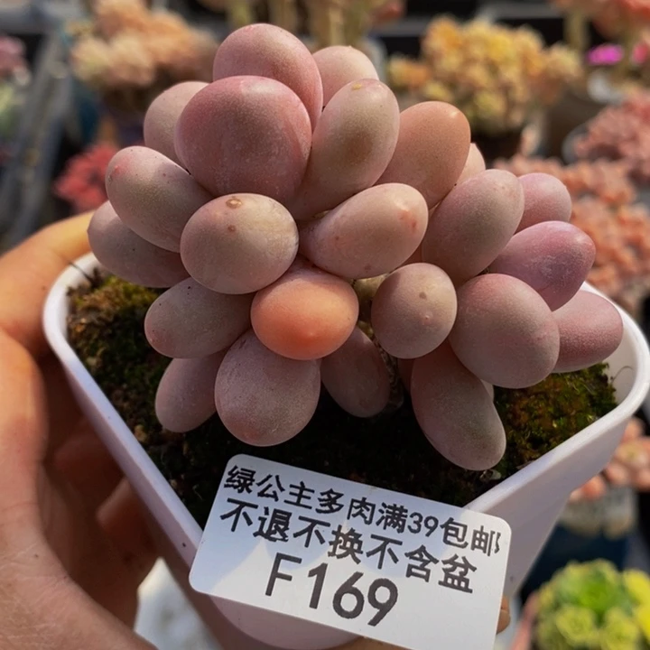 蛋黄奶老桩169多肉植物