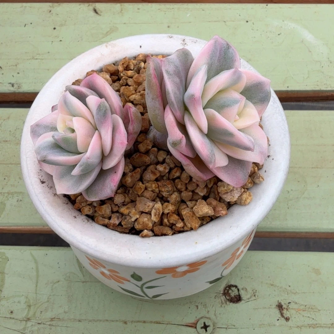 彩色可爱玫瑰锦锦上园艺一物一拍