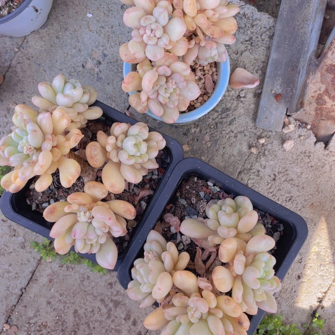 多肉植物多肉植物