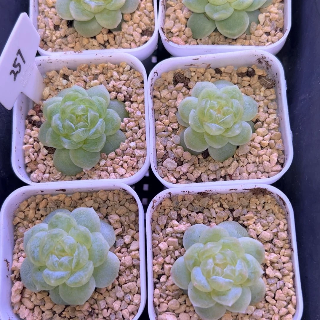 এ***࿐257号白冰6个晗雨多肉植物