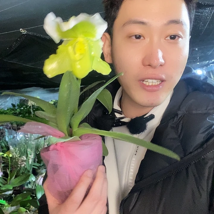 无花朵绿肉饼花发