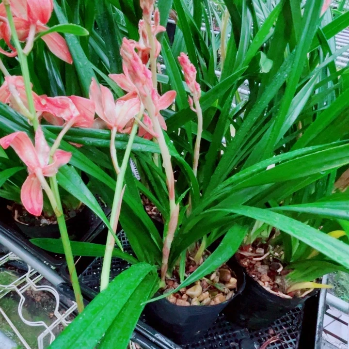 秋榜转色红舌桃花灼灼爆盆带花