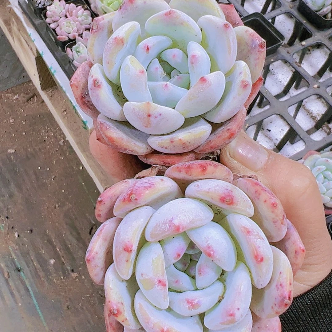 单头雪橙2个挑大的19包邮