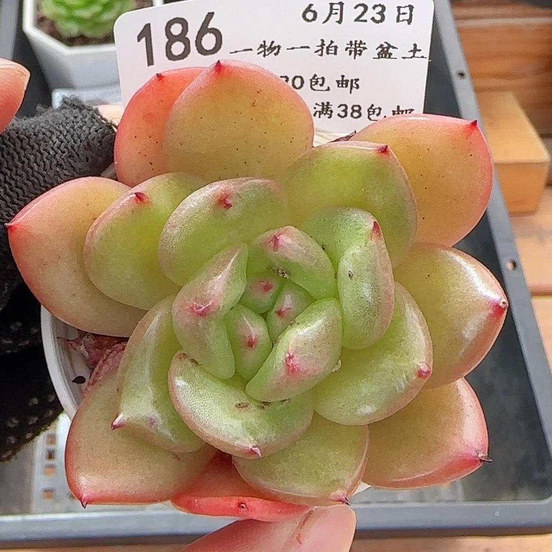 多肉0623-186福利福利