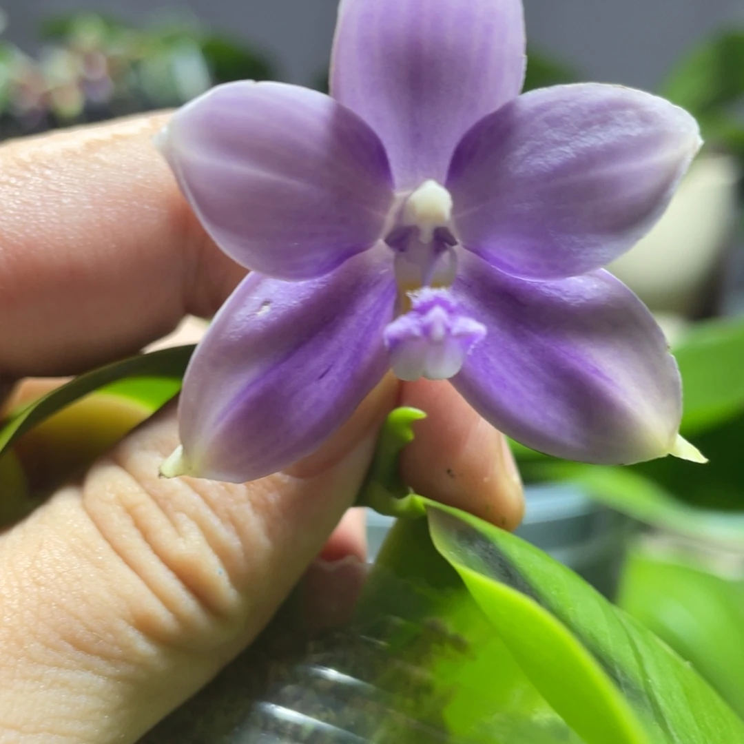 完全开放133叶瑕花期不保